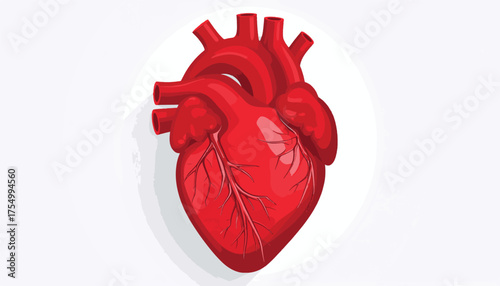 Realistic Human Heart Illustration – Anatomical Drawing