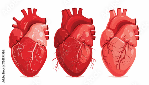 Realistic Human Heart Illustration – Anatomical Drawing