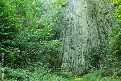 ORGANY MYŚLIBORSKIE