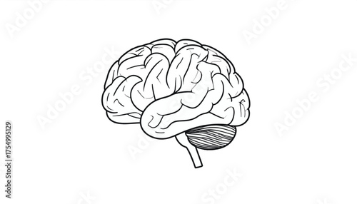 human brain vector illustration