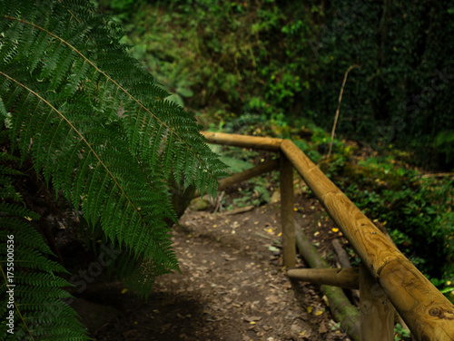 Mysterious dark forest path with fern bushes, atmospheric woodland landscape and moody nature background.