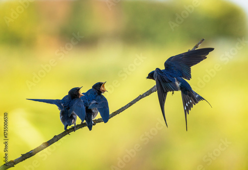 A barn swallow bird flies to its chicks sitting on a branch with insects in i...