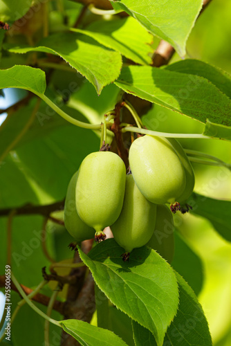 Close-up of hardy kiwi Actinidia arguta fruits growing on vine among green leaves in sunlight. Exotic small kiwifruit variety, natural organic plant rich in vitamins and antioxidants.
