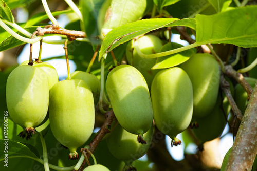 Close-up of hardy kiwi Actinidia arguta fruits growing on vine among green leaves in sunlight. Exotic small kiwifruit variety, natural organic plant rich in vitamins and antioxidants.