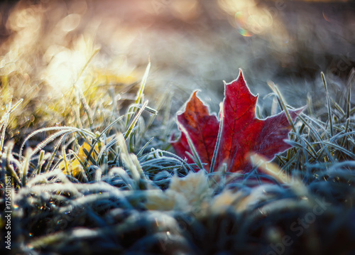 Artistic autumn landscape with bright red maple leaves lying on the grass cov...