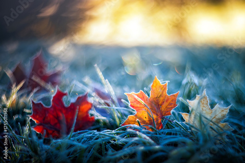 Artistic autumn landscape with bright multi-colored maple leaves lying on the grass covered with blue shiny crystals of hoarfrost on a frosty morning in the park