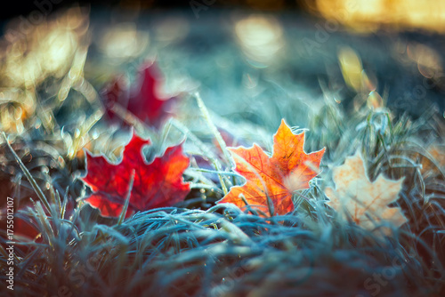 Artistic autumn landscape with bright multi-colored maple leaves lying on the...