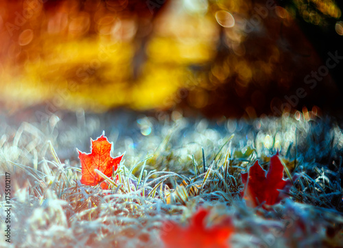 Artistic bright autumn landscape with red maple leaves lying on the grass cov...