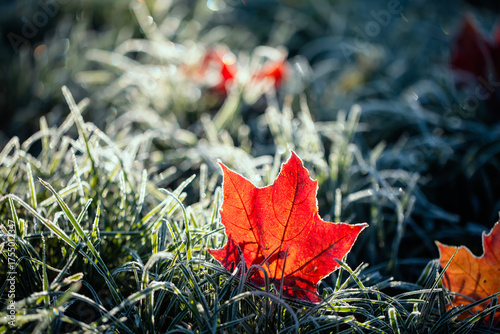 Artistic autumn landscape with bright maple leaves lying on the grass covered...