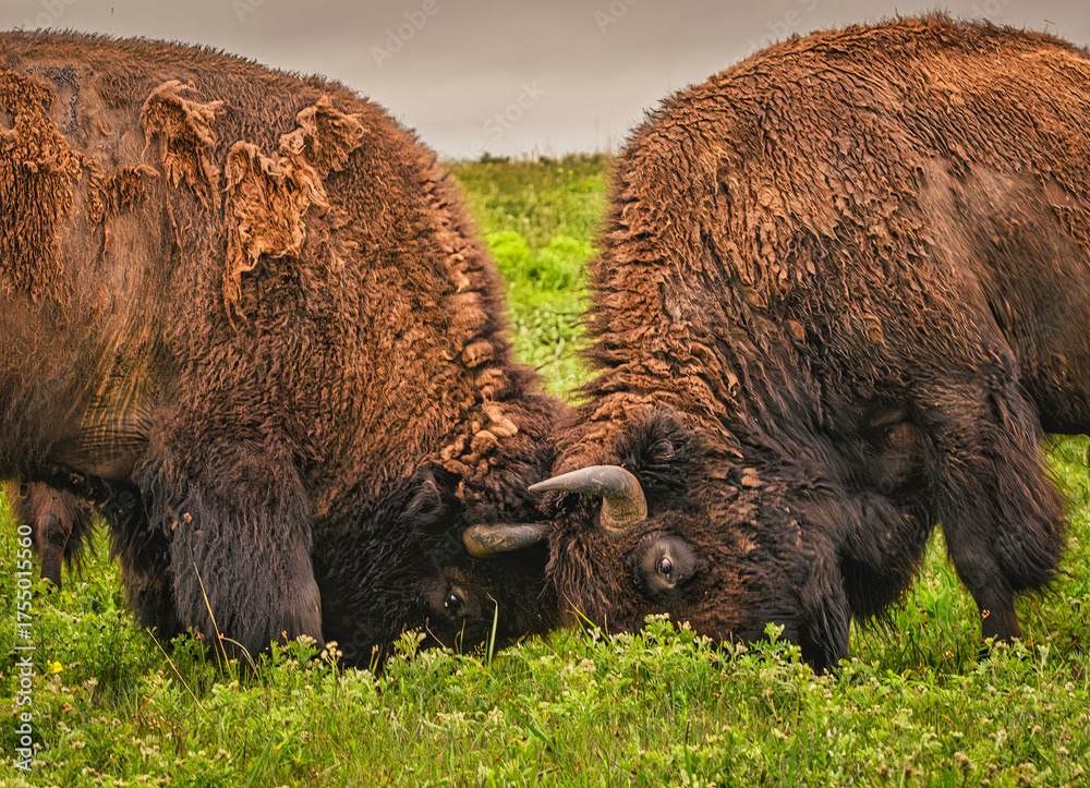 Εκτύπωση καμβά Bison tussle