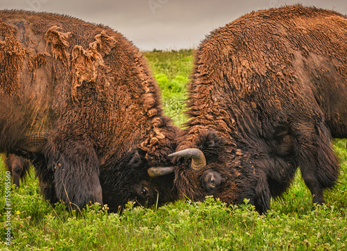 Принти на полотні Bison tussle