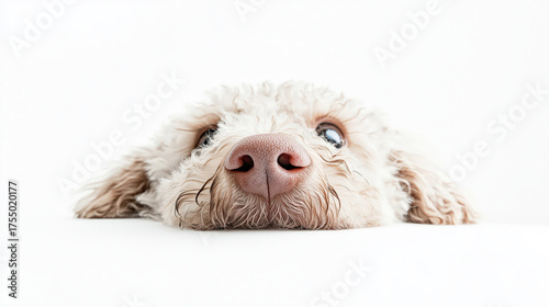 Curious Golden Retriever puppy peeking over a white surface with copy space, ideal for pet care or playful marketing designs.