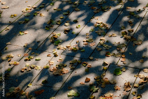 Fallen dry leaves scattered on a stone pavement with soft sunlight and tree shadows creating a calm and artistic autumn mood