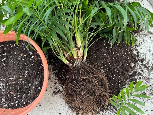 rotten roots in a houseplant, overwatering, fungal disease in chamedorea. vertical video