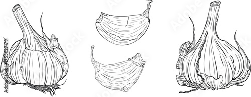 Set, clip art of monochrome botanical fragrant spice drawing of head and clove of garlic isolated on white background. Graphic hand drawn ink black and white vector. Good for cooking, medicinal, tea