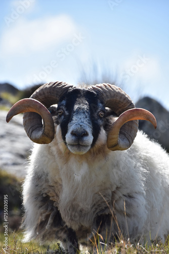 Gazing into the Face of a Blackface Sheep