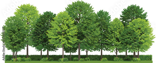 Lush green forest tree line with dense foliage and low hedge, ideal for nature backgrounds, eco designs, spring themes, landscaping projects, and digital illustration scenes