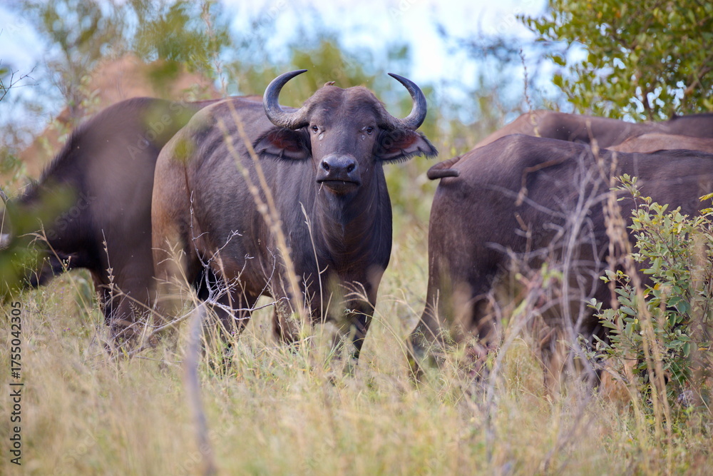 Obraz premium Büffel
