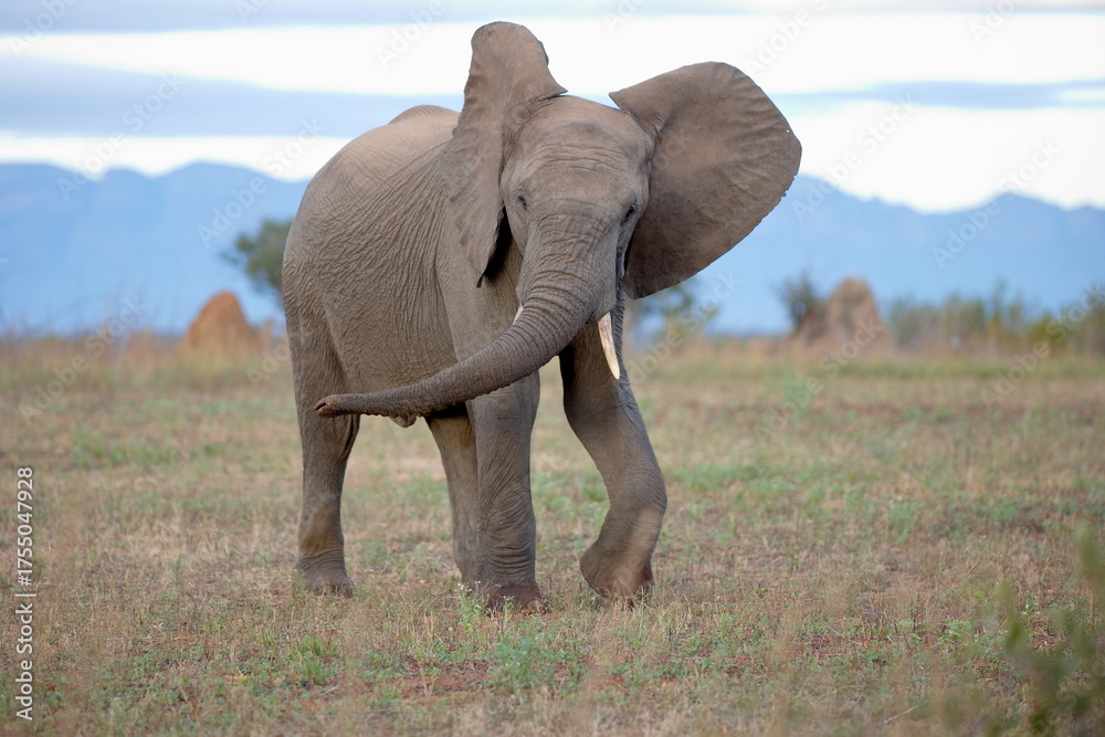 Obraz premium Elefant