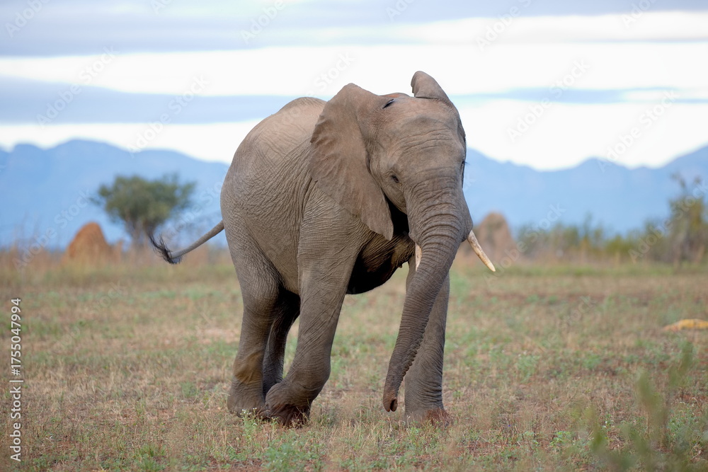 Fototapeta premium Elefant