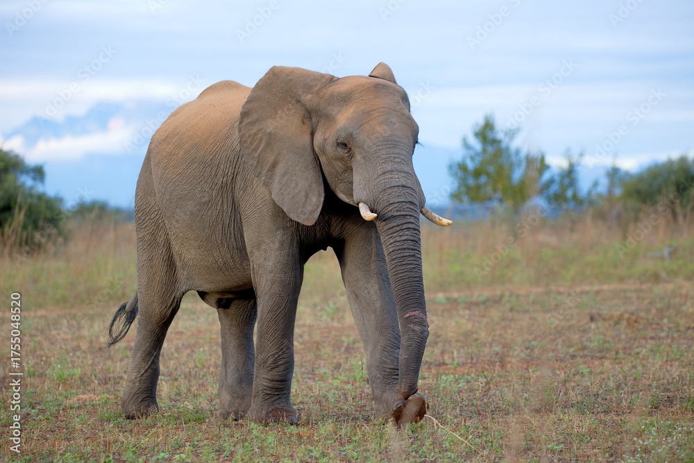 Fototapeta premium Elefant