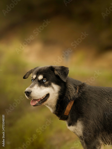 Close-up portrait of a black and white dog with bright blue eyes and a leather collar, standing outdoors with a blurred natural background