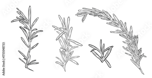 Set, clip art of monochrome botanical fragrant herb drawing of rosemary plant isolated on white background. Graphic hand drawn ink black and white vector. Good for cooking, spa, medicinal tea, beauty