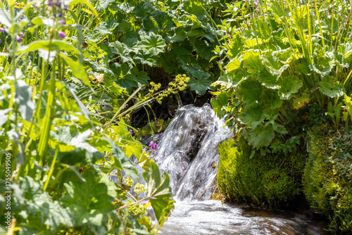 Freshwater spring surrounded by lush greenery symbolizing purity, eco lifestyle and natural hydration