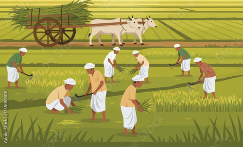 Indian farmers harvesting rice in a lush green paddy field at sunrise. Traditional agriculture with oxen and a bullock cart, depicting rural life and hard work.