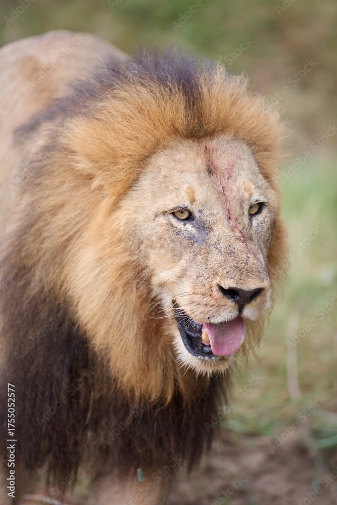 Obraz premium Löwe