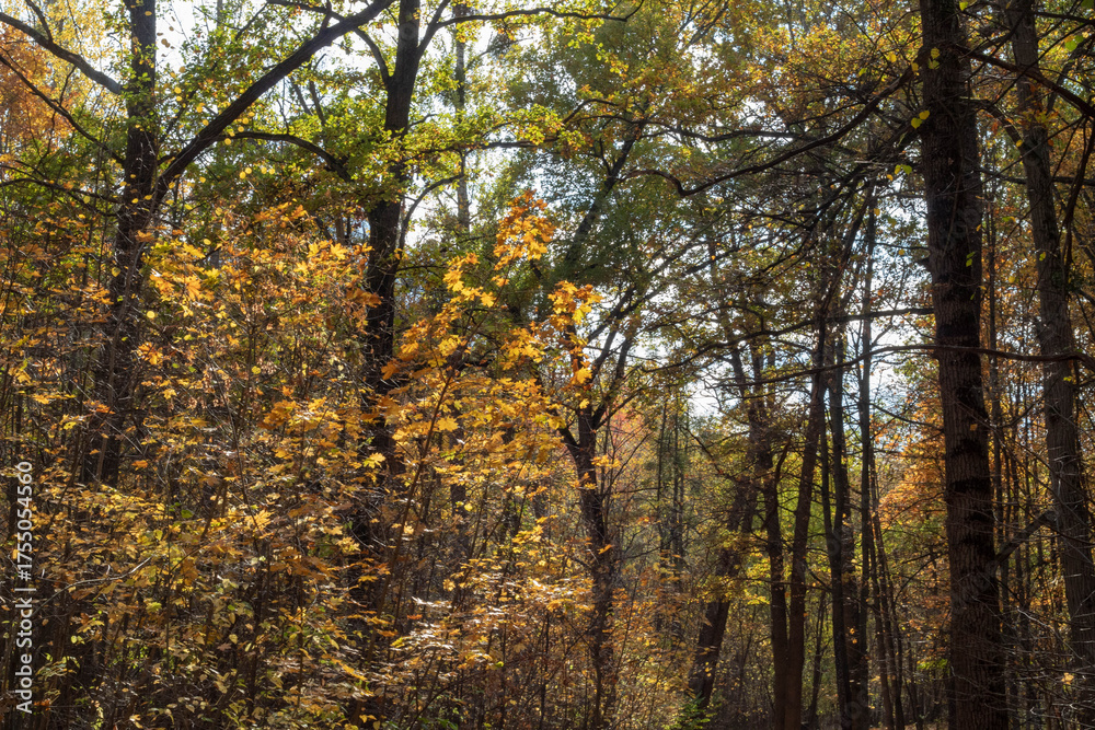 Obraz premium Maple Leaves Against Blue Sky