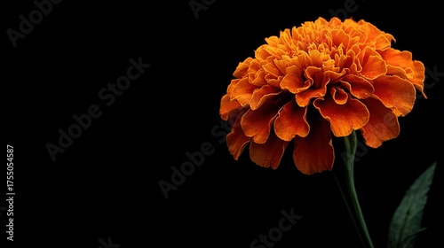   A clear close-up of a flower on a dark background, with sharp focus on the entire flower and no blur