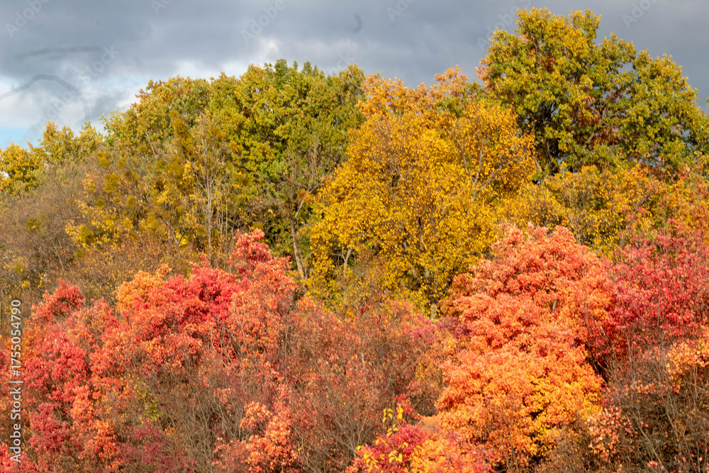 Fototapeta premium Autumn Forest with Yellow and Orange Trees