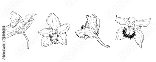 Set, clip art of vanilla flower, orchid phalaenopsis with large petals. Graphic line art hand drawn ink black and white vector