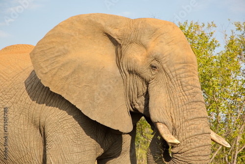 Elefant