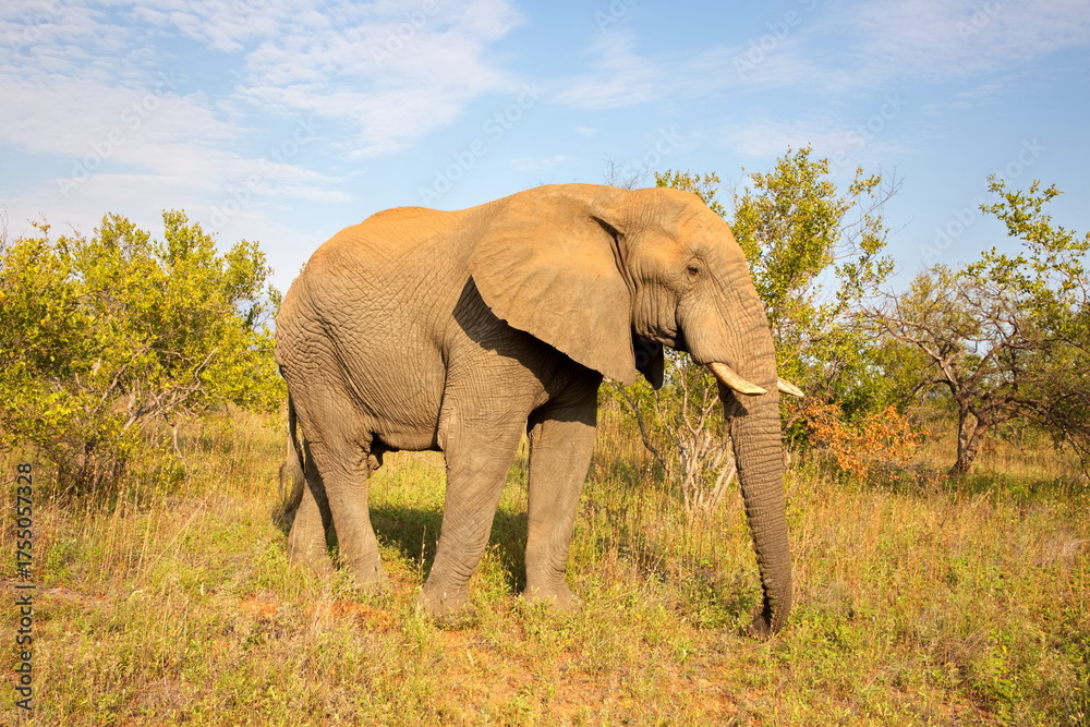 Fototapeta premium Elefant