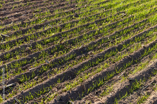 green wheat that was planted in winter, beautiful winter wheat, cereals in the autumn season before frost, sunny weather