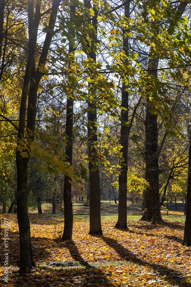 Fototapeta premium leaves of maple trees lying on the ground illuminated by the sun from behind, beautiful maple foliage during leaf fall in the park in sunny weather with clear sunlight