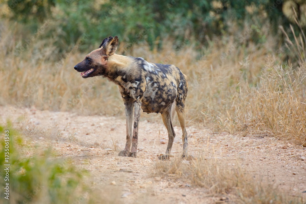 Naklejka premium Hyänenhund