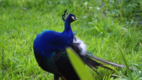 Peacock Displaying Bright Blue Feathers in Grass Field