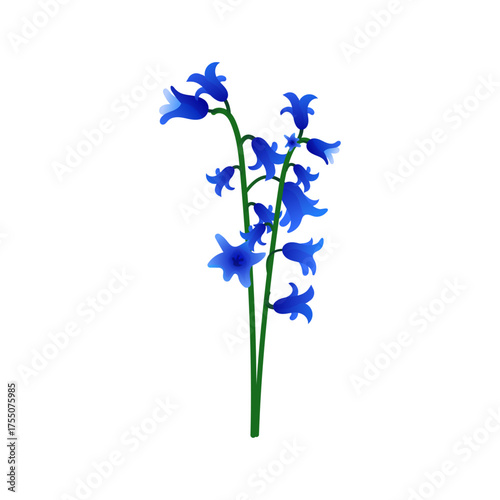 Bluebell Wildflower Vector, Botanical Plant Illustration