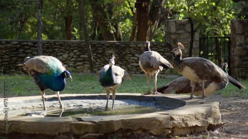 Flock of Peacocks and Peahens Washing in Small Pond in Sunny Park