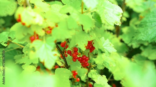 Redcurrant berries hanging from a bush amongst lush green leaves. Fresh, bright and natural. Close up shot.