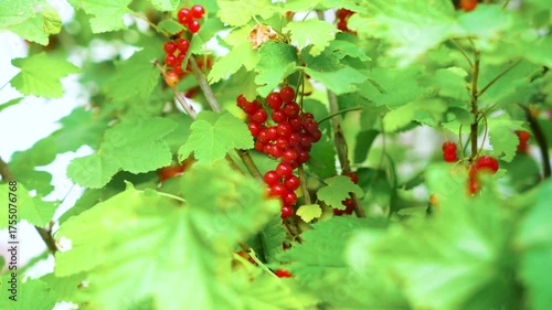 Redcurrant berries hanging from a bush amongst lush green leaves. Fresh, bright and natural. Close up shot.