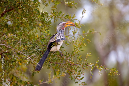 Südlicher Gelbschnabeltoko
