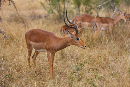 Fotografie Impala