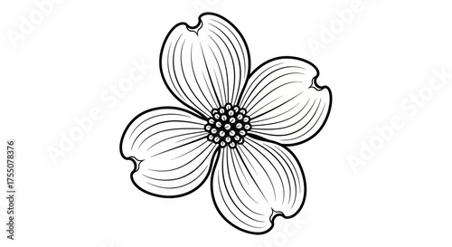 Dogwood flower is blooming in the spring season