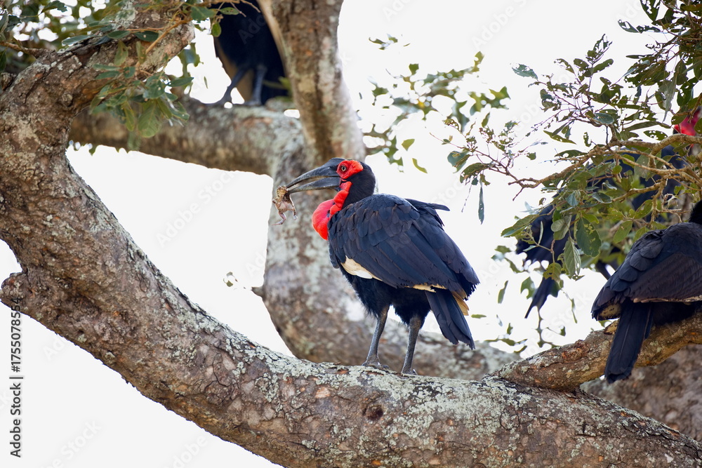 Obraz premium Südliche Hornraben