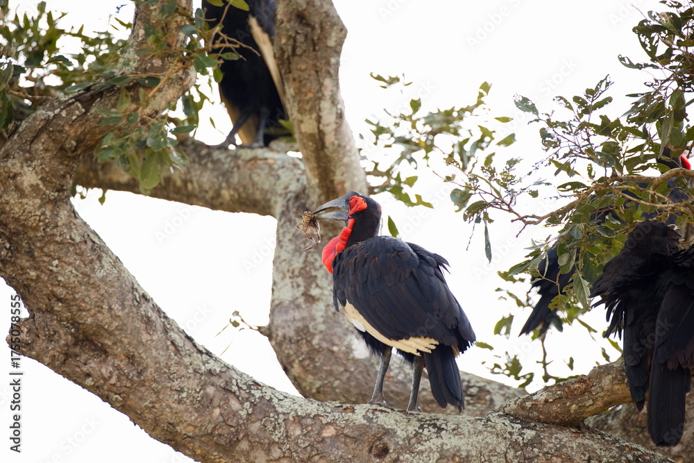 Obraz premium Südliche Hornraben