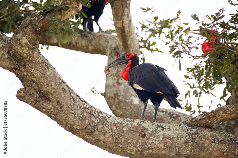Obraz premium Südliche Hornraben